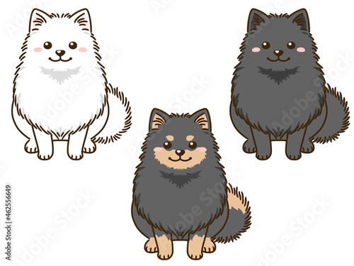 色々な毛色のポメラニアン