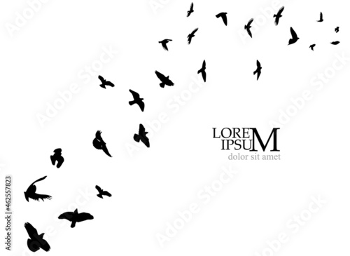 A large flock of flying birds. Free birds. Vector illustration © Мария Неноглядова