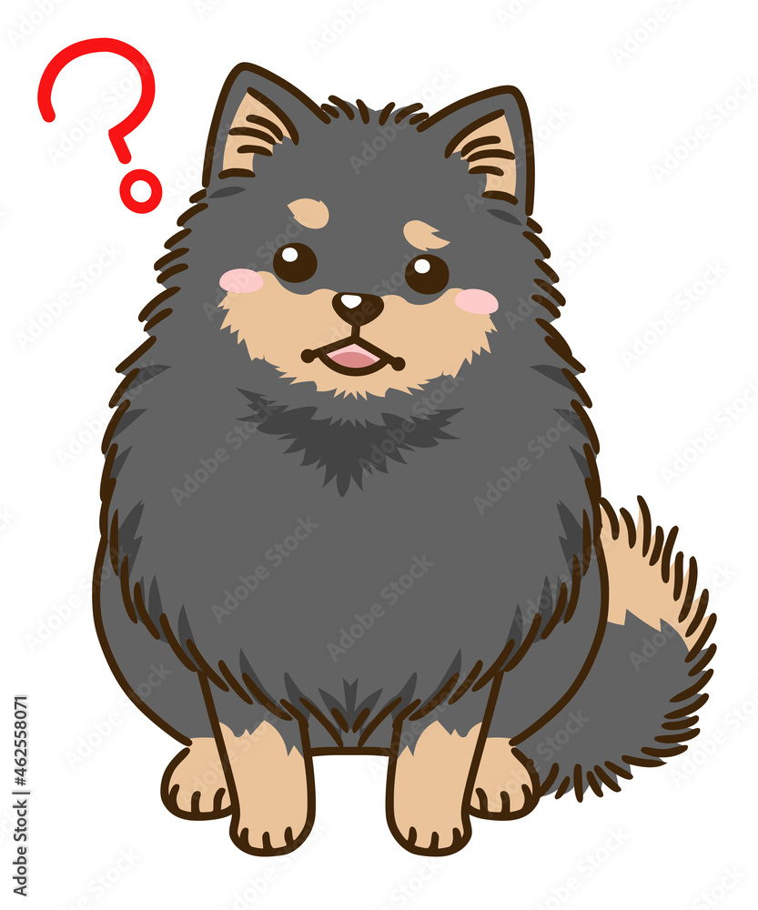 Fototapeta premium 疑問に思うポメラニアン(ブラックタン)