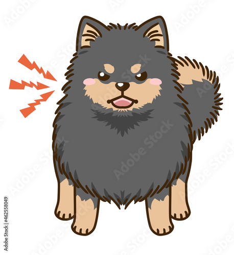 威嚇するポメラニアン（ブラックタン）