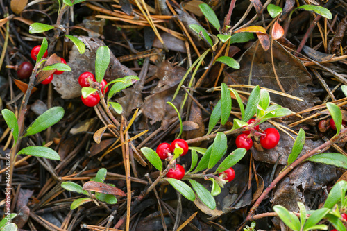 Bearberry Arctostaphylos uva-ursi plant with ripe berries photo