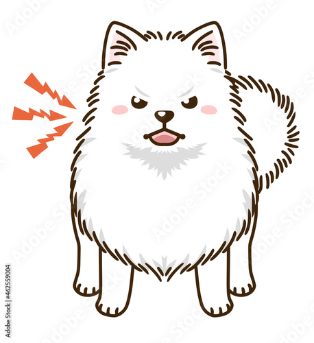 威嚇するポメラニアン（白）