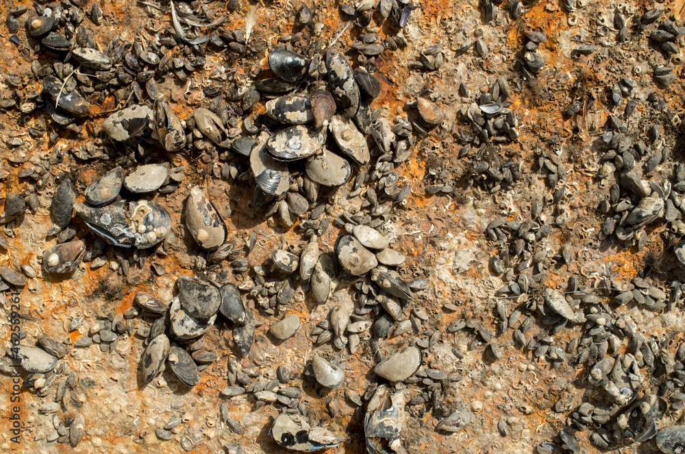 Barnacle of mussels on rusty metal surface close Barnacle of mussels on rusty metal surface close