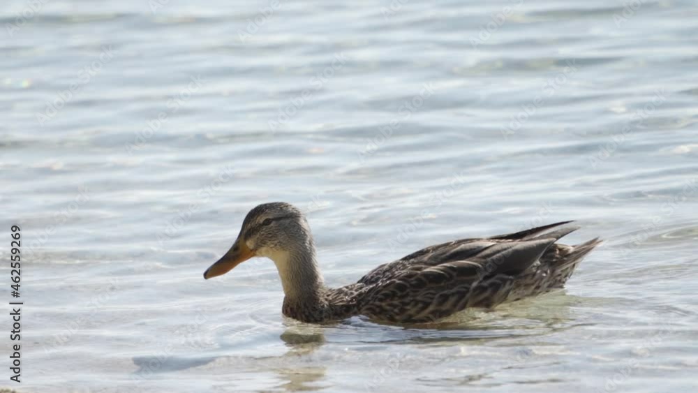 During the day, a large beautiful duck swims along the pond. Close-up.