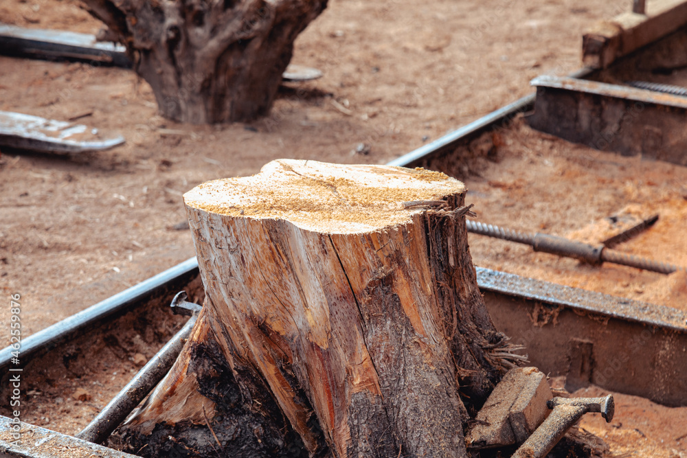 Cut tree trunk in the sawmill. Wood production Cut tree trunk in the sawmill. Wood production