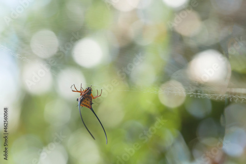 Macracantha, a genus of Asian Orb Weaver Spider