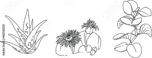Black and white sketch of a plant illustration vector