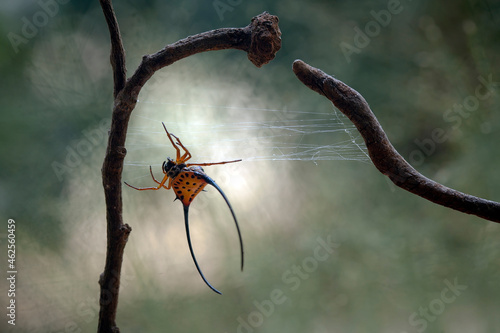 Macracantha, a genus of Asian Orb Weaver Spider photo