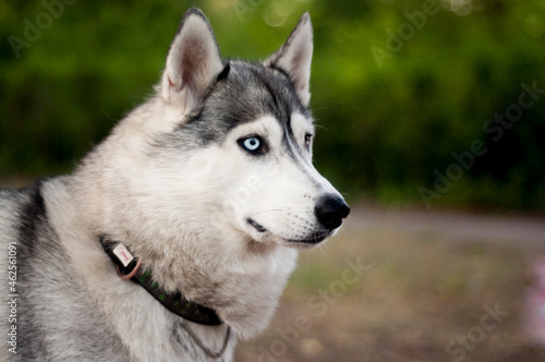 beautiful husky 