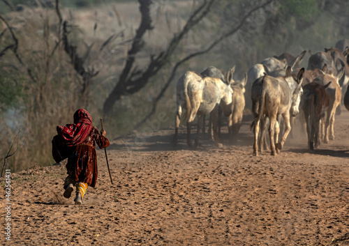 a shepherdess or shepherd woman in traditional colourful dress and a donkey in the desert , koochi woman in the field with donkey 