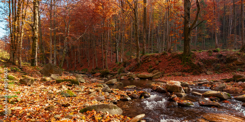 mountain river in the autumn forest. trees in fall foliage. leaves on the stones and ground by the shore of a clean water flow. warm sunny weather