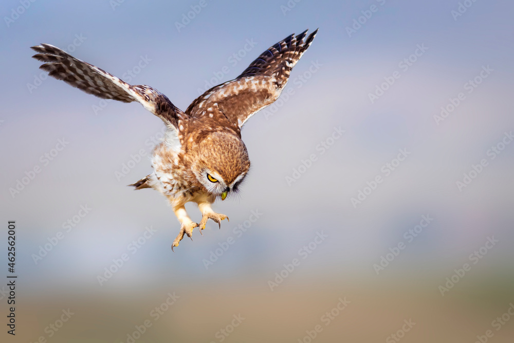 Fototapeta premium The little owl (Athene noctua) is flying. Colorful nature background.