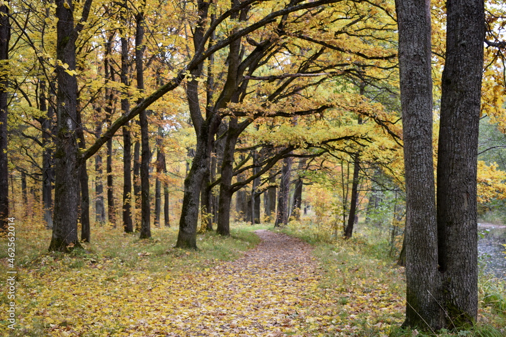 Obraz premium autumn in the park