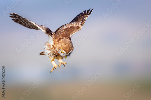 The little owl (Athene noctua) is flying. Colorful nature background.