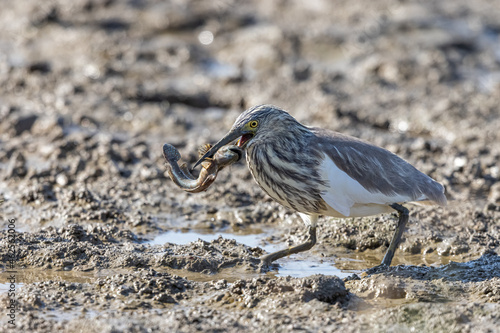 Chinese Pond Heron (Ardeola bacchus) catch a Mudskipper