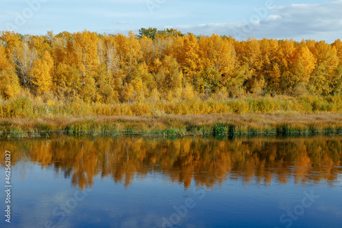 View of the river and the yellow-green autumn forest