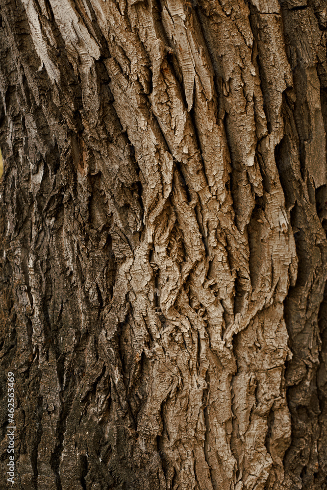 Texture of tree bark in sunlight Texture of tree bark in sunlight