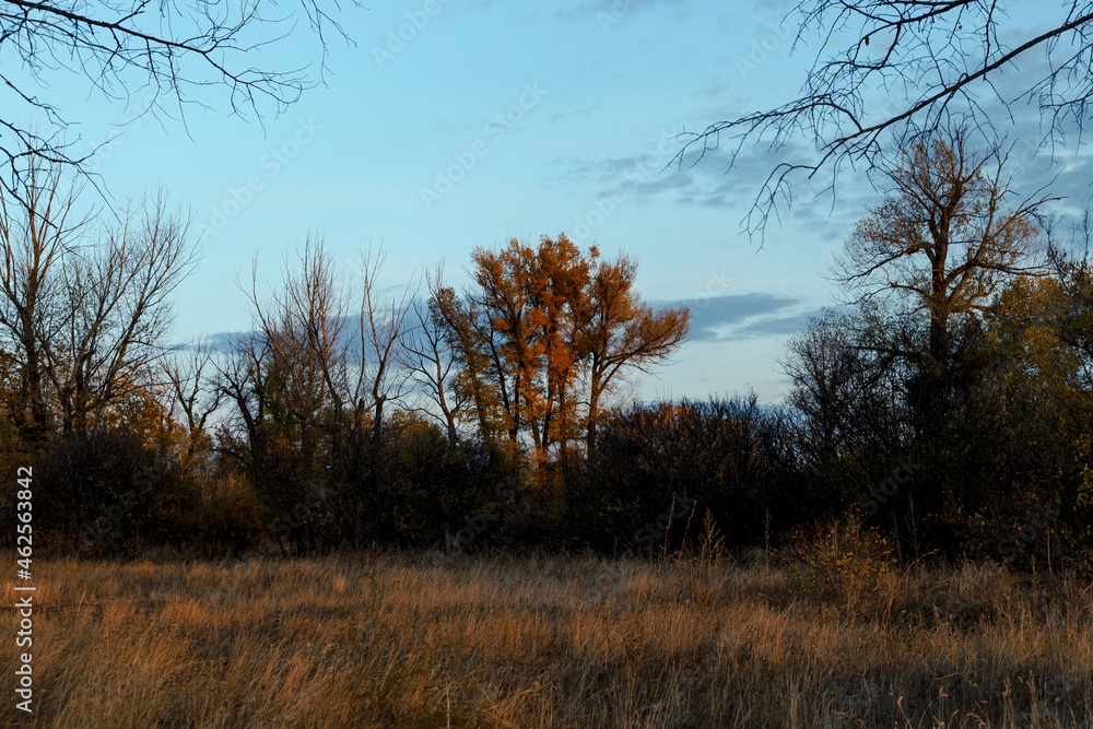 Fototapeta premium A tall yellow tree against a blue sky