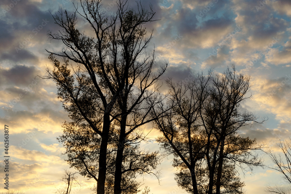 Silhouettes of trees against the sunset Silhouettes of trees against the sunset