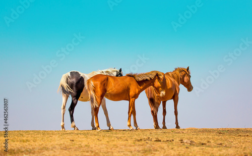 Horses gallop over mountains and hills. A herd of horses grazes in the autumn meadow. Livestock concept  with place for text.