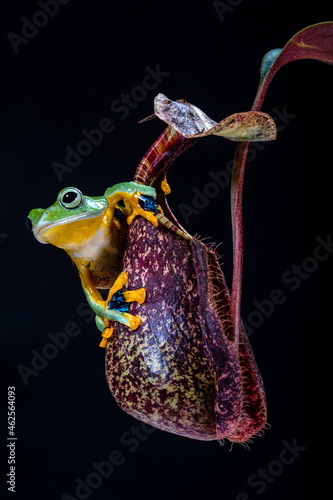 Wallace's flying frog sitting on nephenthes flowers, Indonesia