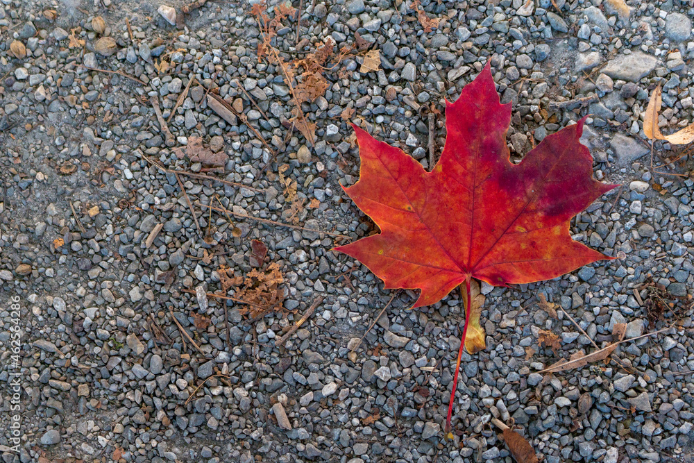 Red maple leaf on the ground in fall Red maple leaf on the ground in fall