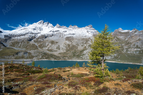Sapins devant le lac de Salanfe