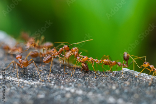 Red imported fire ant,Action of fire ant