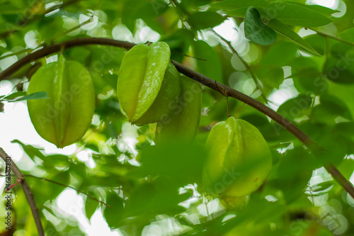 Star fruit plant is an evergreen fruit plant and great medicine photo