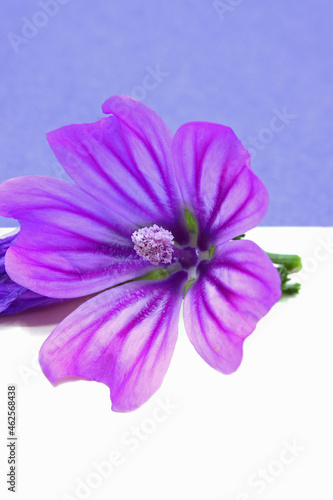 purple flower  on white and blue background