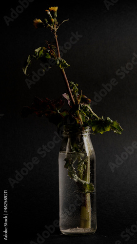 bouquet of wild flowers in a vase with water on a black background. autumn still life. bouquet in the dark.