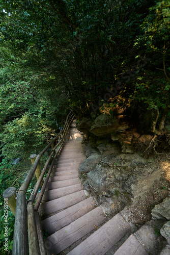 Wooden stairs seen from above running through lush forest