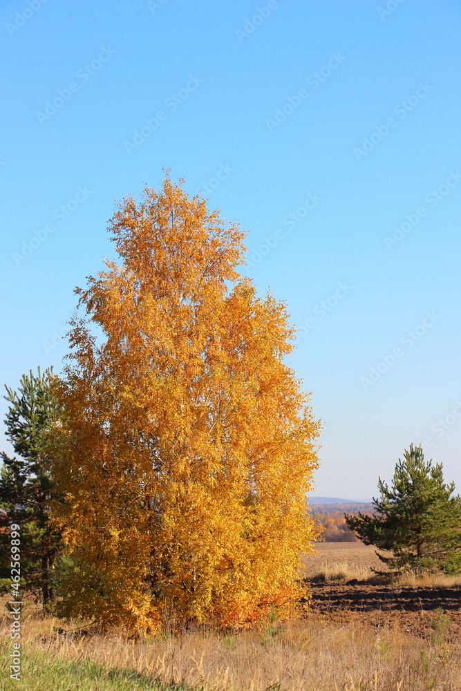 Fototapeta premium autumn in the forest