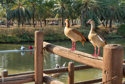 Mallard ducks at the Yarkon River in Tel Aviv.   photo