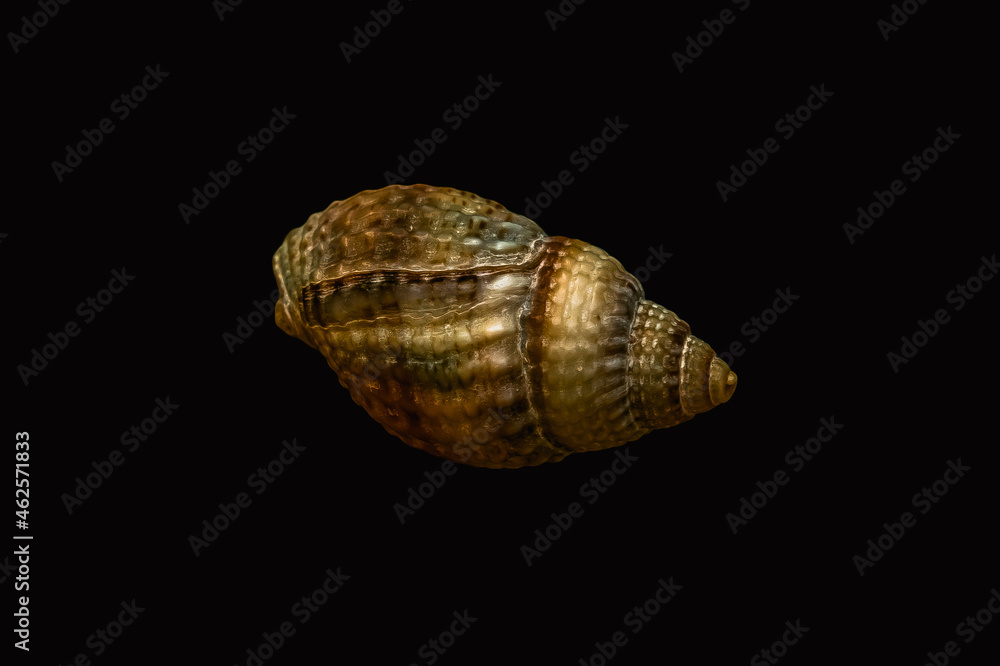 Close-up of tiny gastropod seashell isolated on black background Close-up of tiny gastropod seashell isolated on black background
