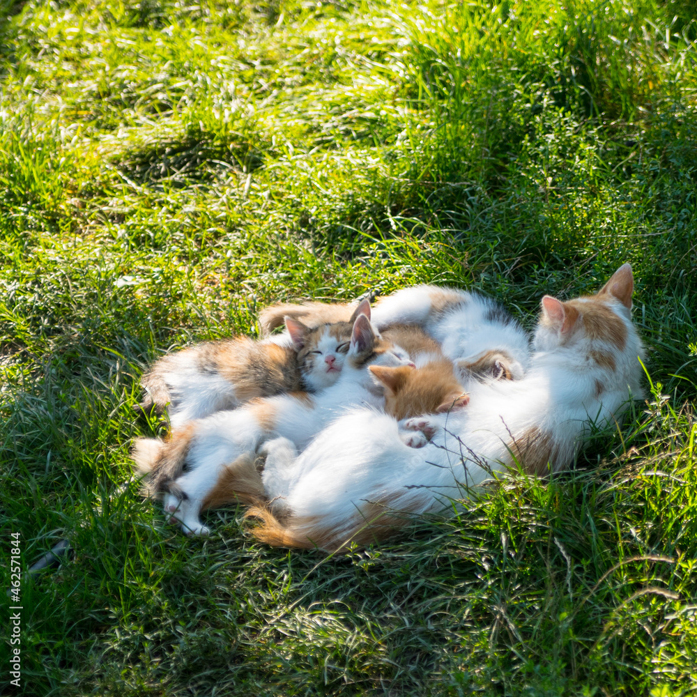 Ginger white cat sleeping with ginger kittens on green grass, close up, copy space Ginger white cat sleeping with ginger kittens on green grass, close up, copy space