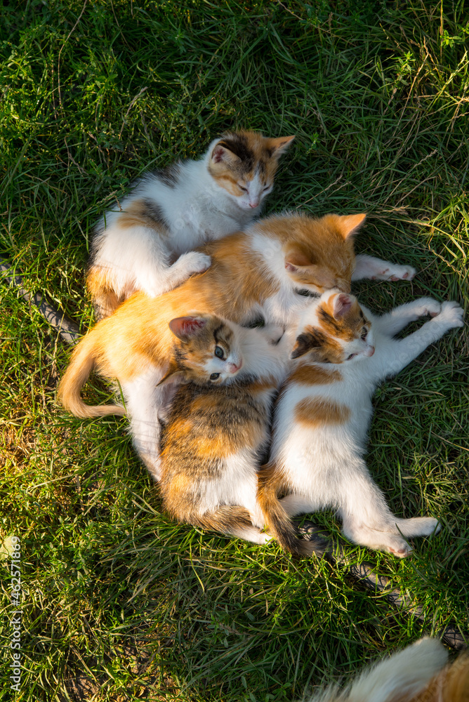 Ginger white cat sleeping with ginger kittens on green grass, close up, copy space Ginger white cat sleeping with ginger kittens on green grass, close up, copy space