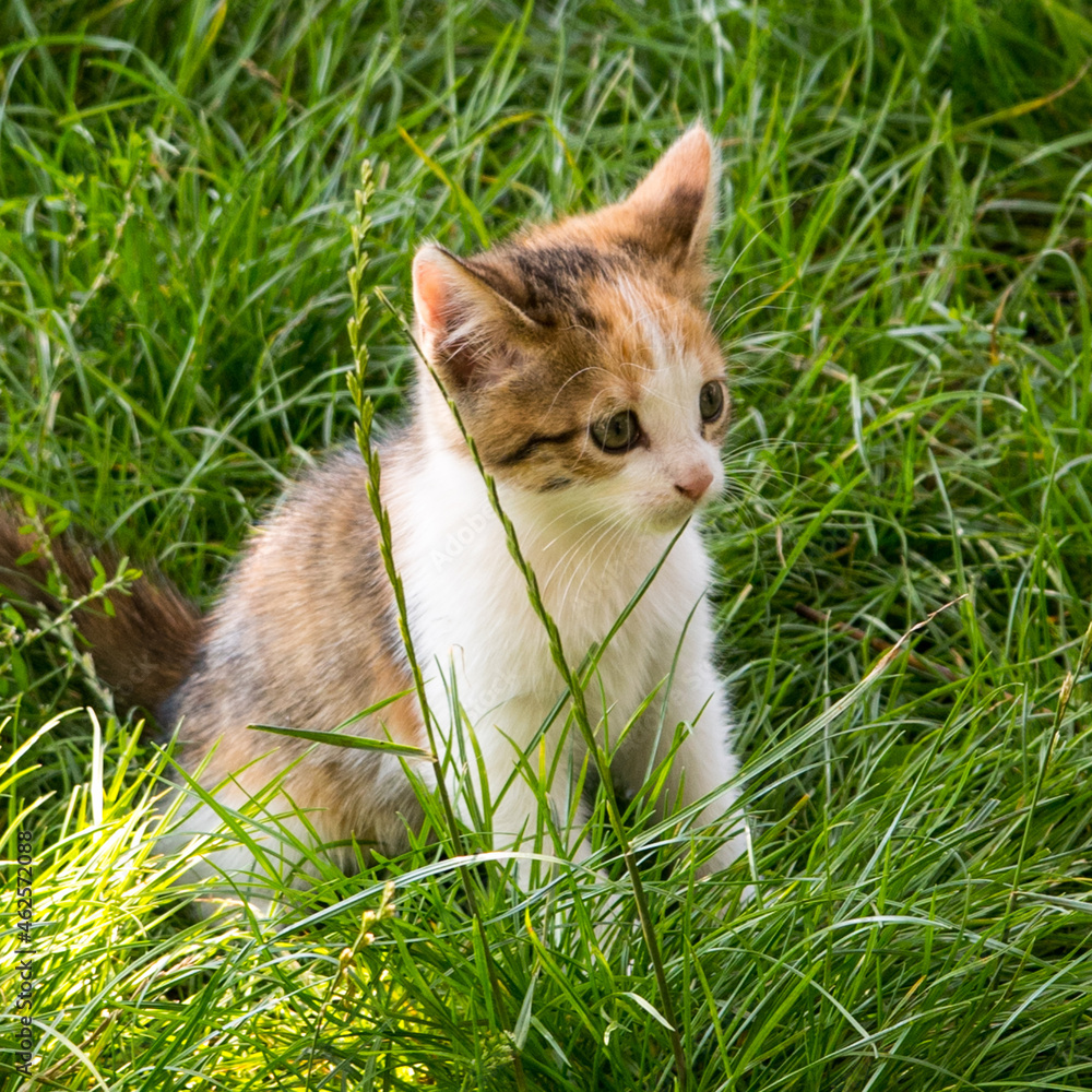 Ginger kitten on green grass, portrait, close-up, copy space