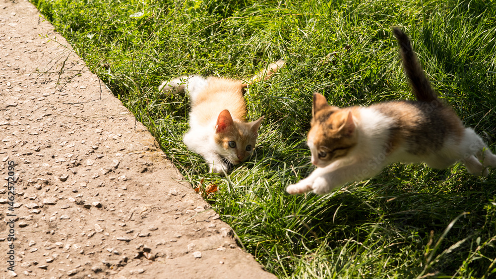 Ginger kittens playing on green grass, portrait, close-up, copy space