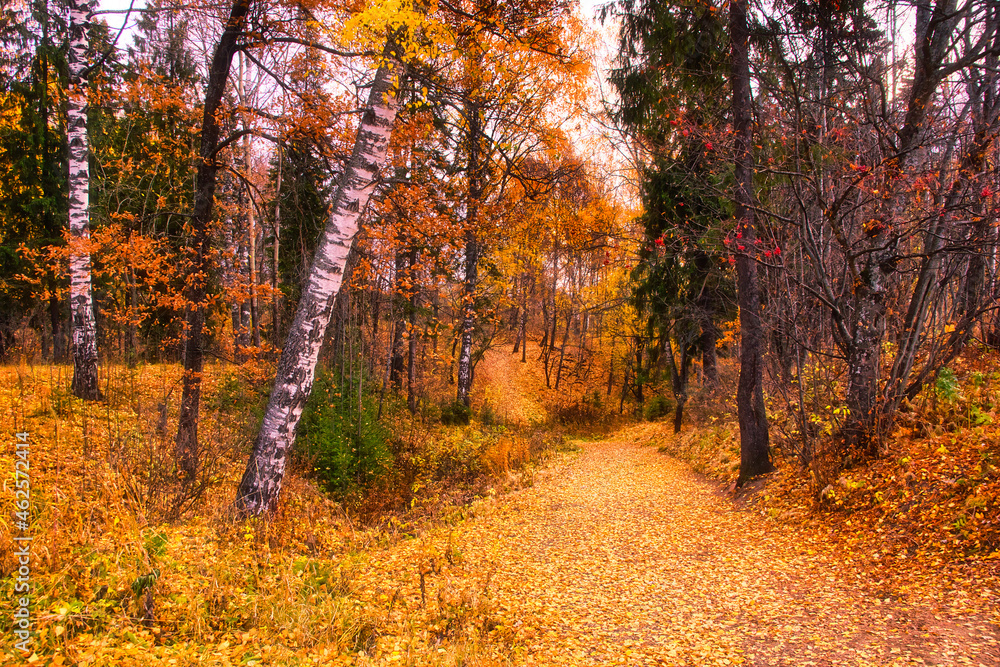 golden autumn landscape park, picturesque autumn trees fallen golden autumn landscape park, picturesque autumn trees fallen