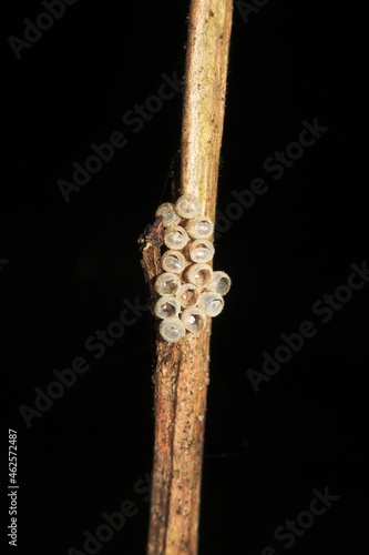 empty insect egg cases from the jungles of Belize, Central America isolated on a natural black background
