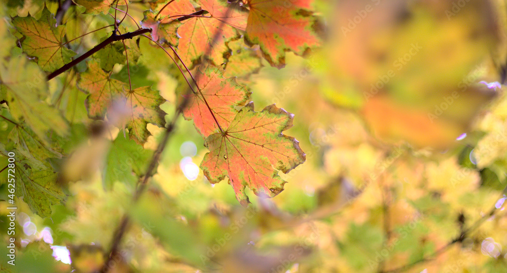 Autumn leaves on a tree close up. Autumn leaves on a tree close up.