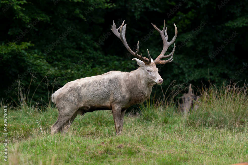 Cerf élaphe, blanc, cerf, cervus elaphus Cerf élaphe, blanc, cerf, cervus elaphus