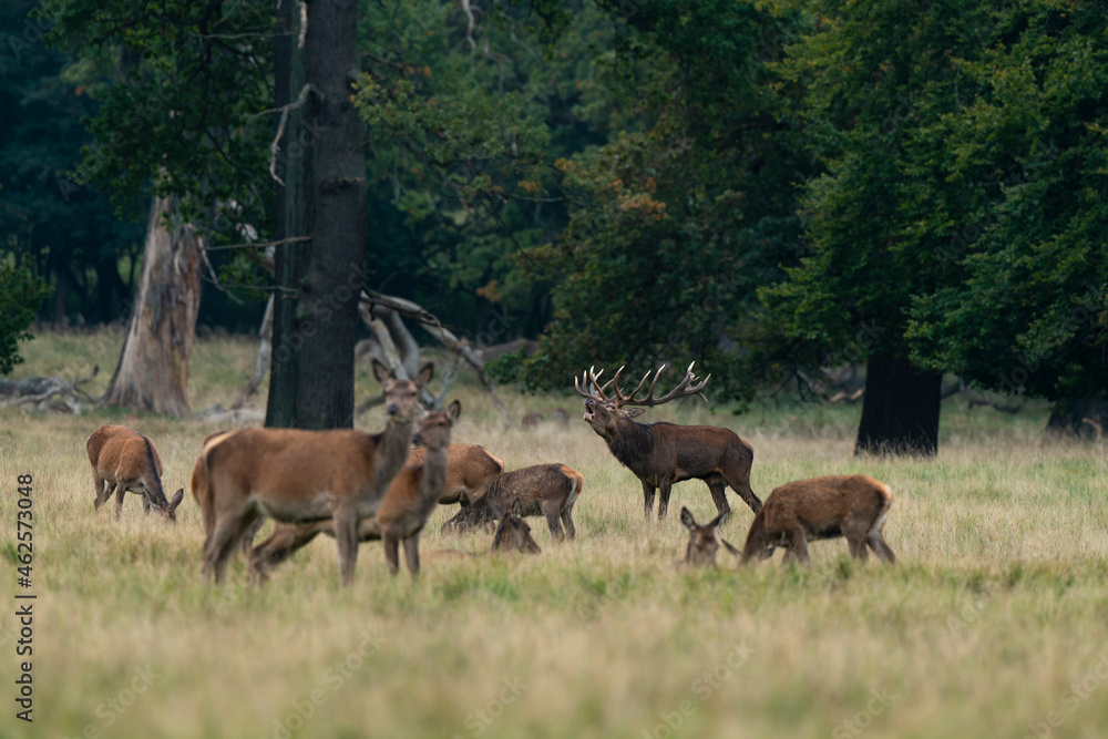 Cerf élaphe, biche, cerf, brame, cervus elaphus Cerf élaphe, biche, cerf, brame, cervus elaphus