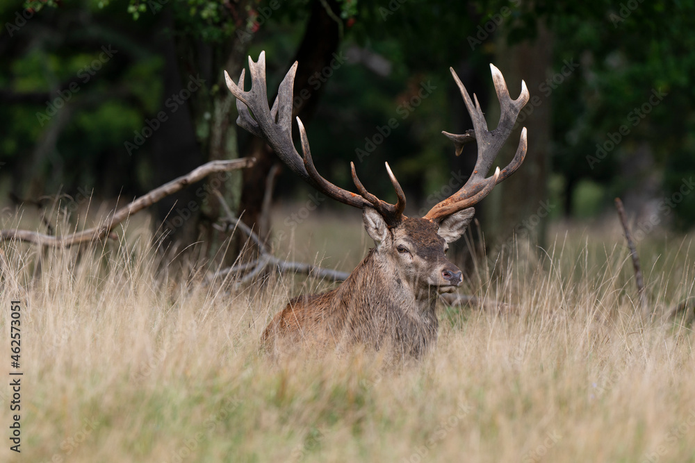 Cerf élaphe, brame, cerf, cervus elaphus Cerf élaphe, brame, cerf, cervus elaphus