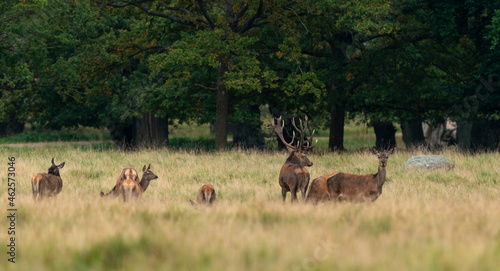 Cerf élaphe, biche, cerf, brame, cervus elaphus