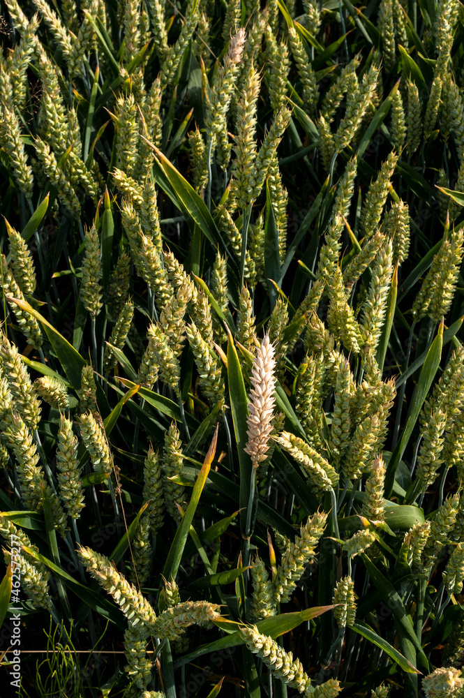 ears of wheat close up ears of wheat close up