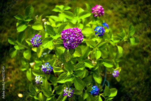 verbena flowers in the garden