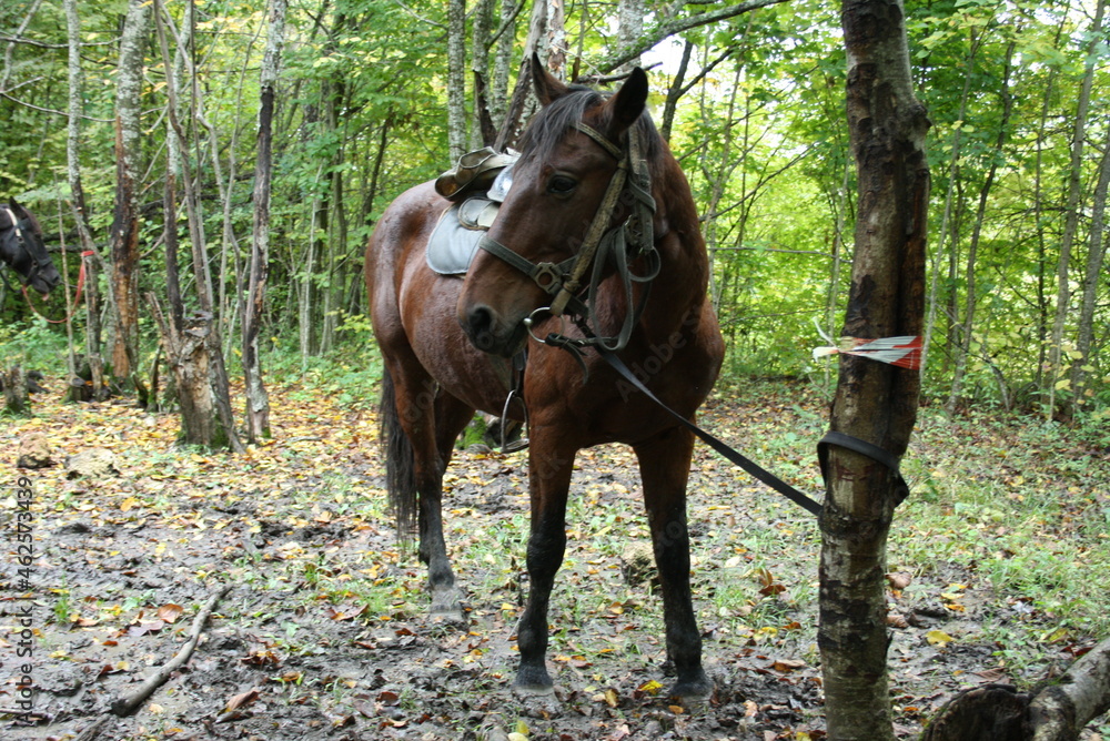 horse and foal