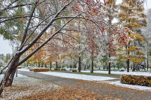 First snowfall in colorful fall city park - late autumn landscape. Rowan tree branch with red berries and golden foliage at foreground. Wonderful scene of seasons changing - beauty of autumn nature